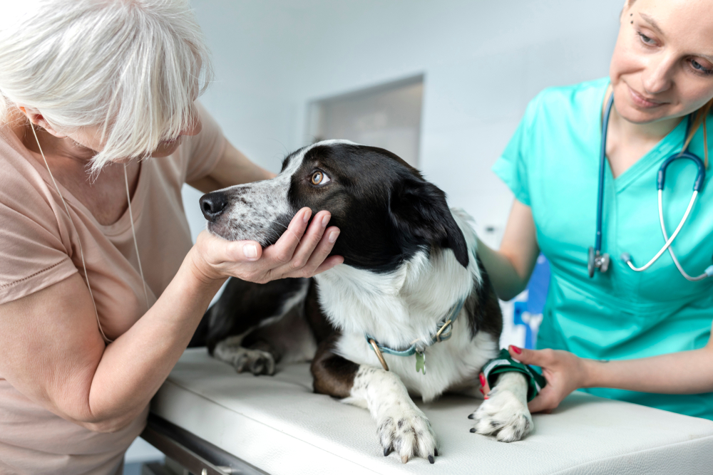 Veterinarian examining a senior dog while speaking with the pet owner during a routine wellness and health consultation.