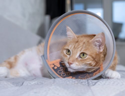 What Are The Most Common Surgeries My Pet Might Need?