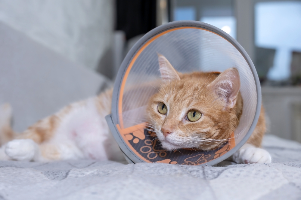 Cat wearing a protective cone collar while recovering from a medical procedure, appearing subdued and in need of post-treatment care and monitoring.