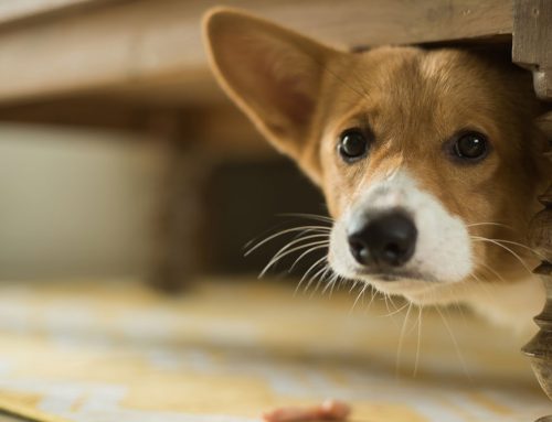 Is Your Dog’s Bad Behavior Actually Anxiety in Disguise?