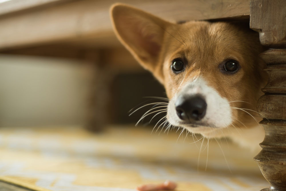 A curious puppy peeking out from beneath a wooden table, looking toward a small treat on the floor with alert, expressive eyes.
