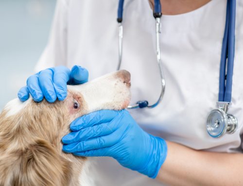 What Are the Most Common Eye Problems in Pets, and How Are They Treated?