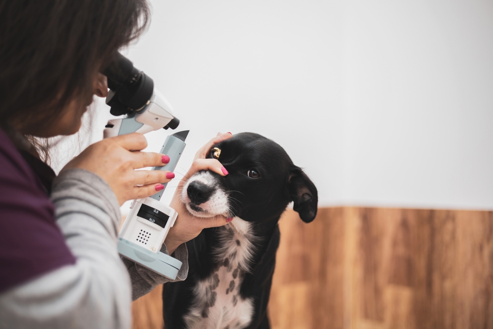 Pet receiving a comprehensive veterinary eye examination, highlighting preventive eye care, diagnosis of eye conditions, vision evaluation, and treatment planning.