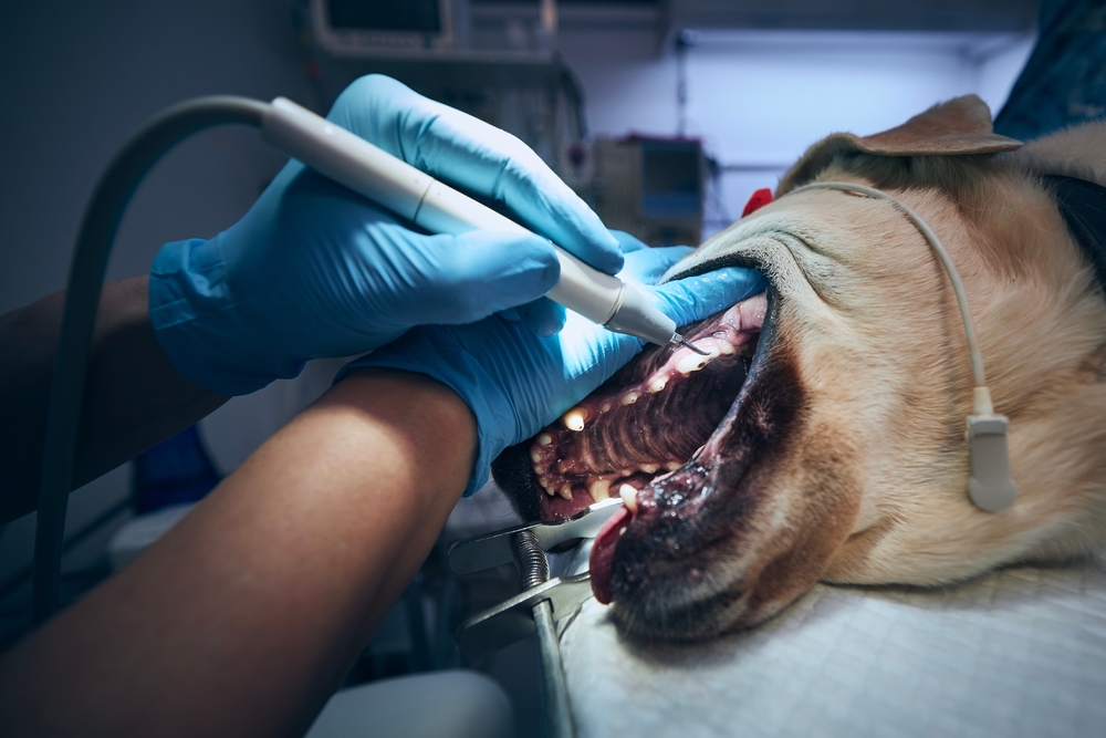Dog receiving a professional dental cleaning from a veterinarian, highlighting preventive dental care, plaque removal, gum health, and overall pet wellness.