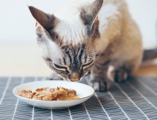 Is Grain-Free, Raw, or Boutique Pet Food Actually Better for My Dog or Cat?