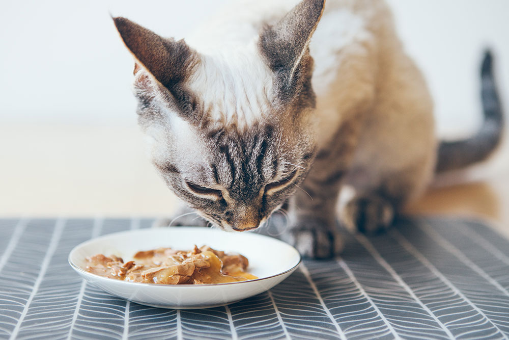 Cat eating wet food from a bowl as part of a healthy, balanced diet.