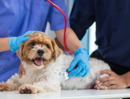 How Do You Catch Heart Disease in a Dog or Cat Before It Gets Serious?