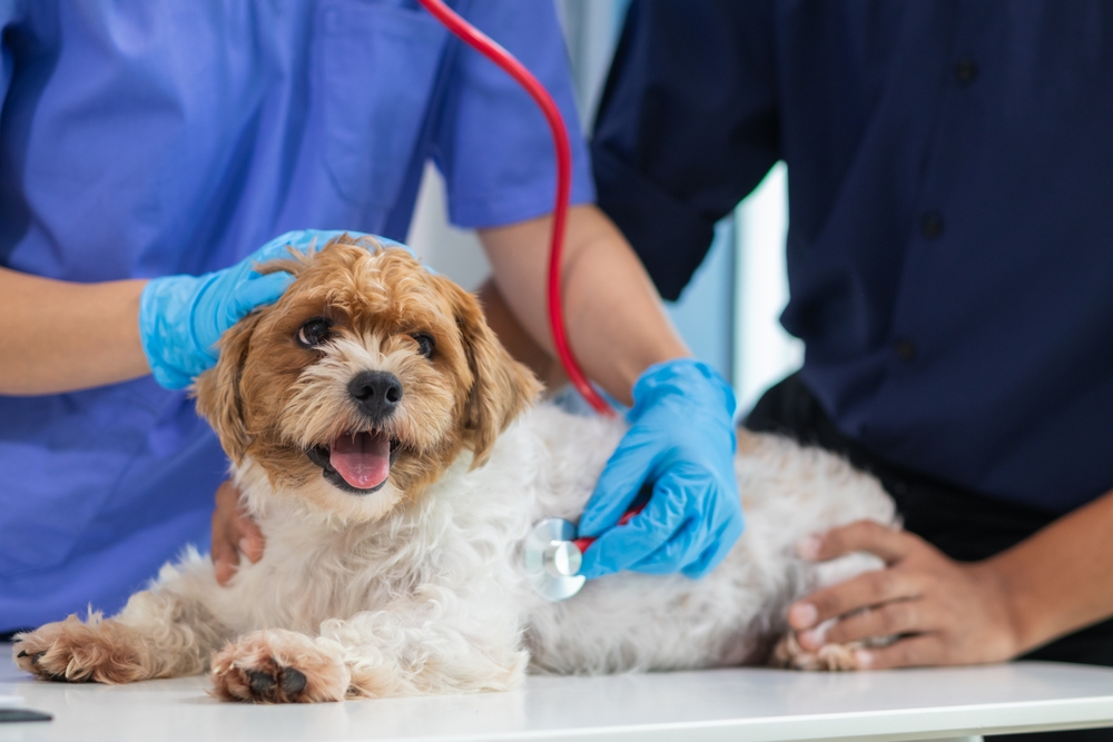 A small, fluffy brown and white dog lies on an exam table while a veterinarian in blue scrubs and gloves uses a stethoscope to check its heartbeat.