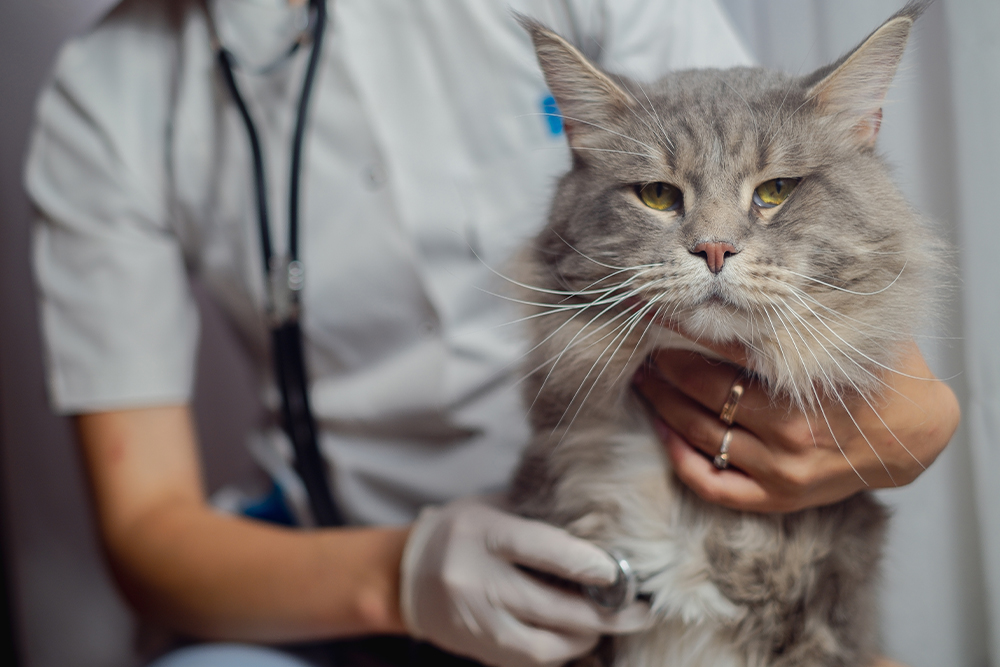 A large, fluffy grey Maine Coon cat sits calmly while a veterinarian in a white lab coat and gloves uses a stethoscope to examine its chest.
