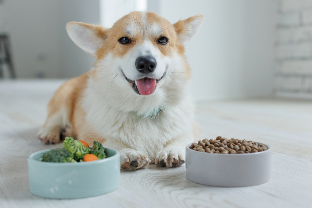 Dog eating a nutritious meal with vitamins to support overall health.