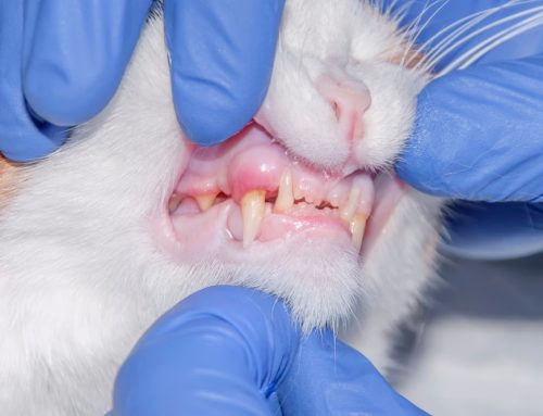 Are Anesthesia-Free Dental Cleanings Actually Safer for Your Pet?