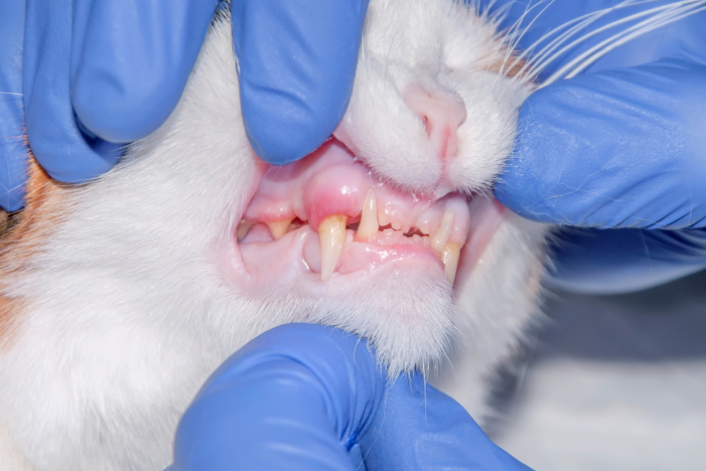 Veterinarian examining a cat's teeth during a routine dental exam to assess oral health and identify signs of dental disease.