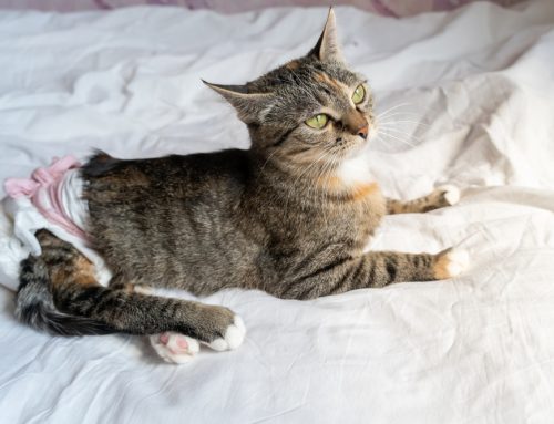 Can Your Pet’s Untreated Urinary Infection Turn Into Stones?