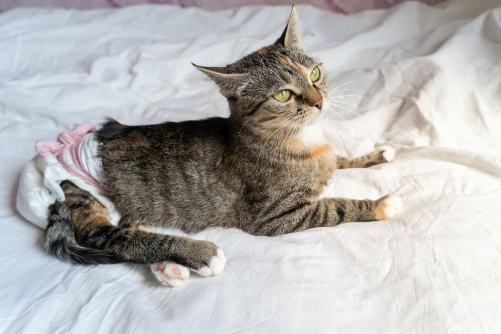 A brown, black, and orange tabby cat with green eyes lying on a white bed sheet, wearing a white diaper with a pink waistband, looking upward in a relaxed pose.