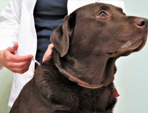 Can Glucose Curves and Monitors Get My Diabetic Pet to Remission?