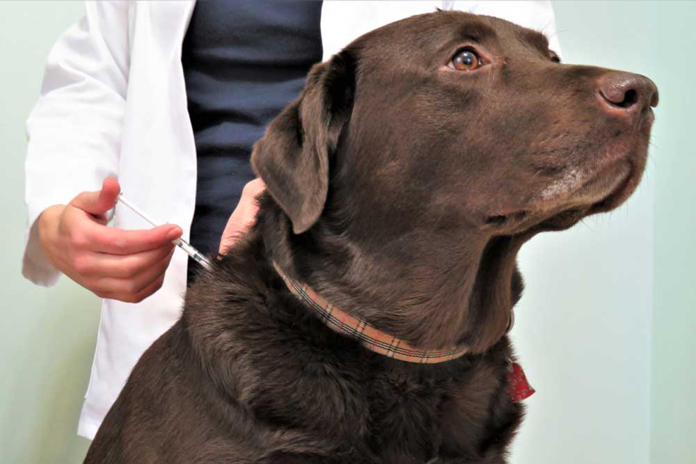 Chocolate-colored dog wearing a plaid collar calmly receiving a neck injection from a veterinarian in a white lab coat, highlighting routine pet healthcare.