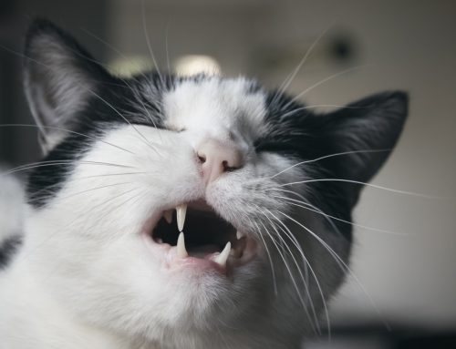 Why Won’t My Cat Stop Meowing, and When Should I Worry?