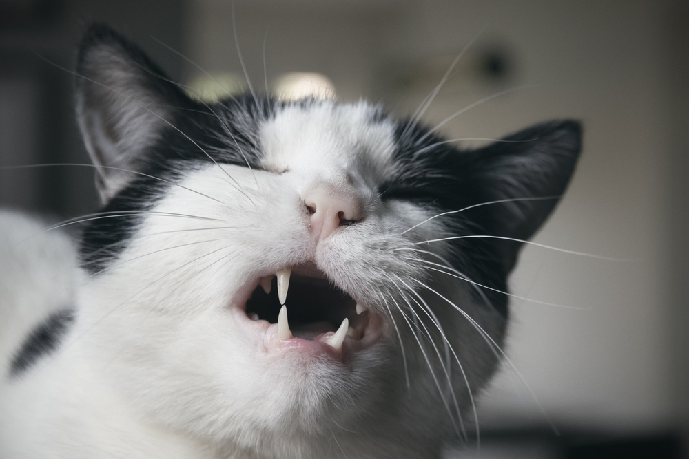 Close-up of a cat grimacing, a possible sign of pain or discomfort.
