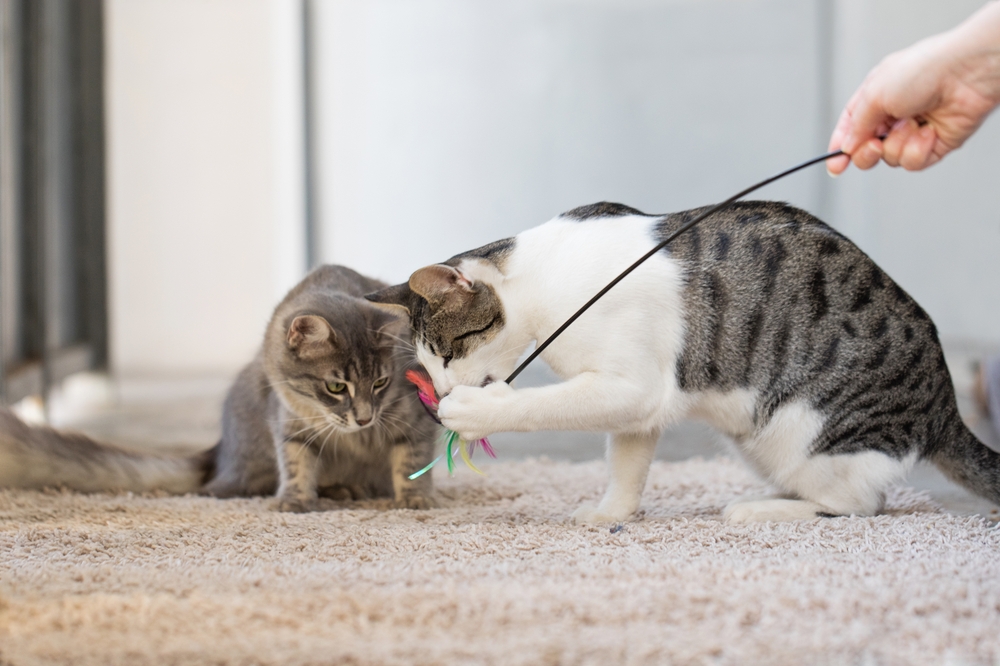 Two playful kittens interacting during a healthy socialization and play session.