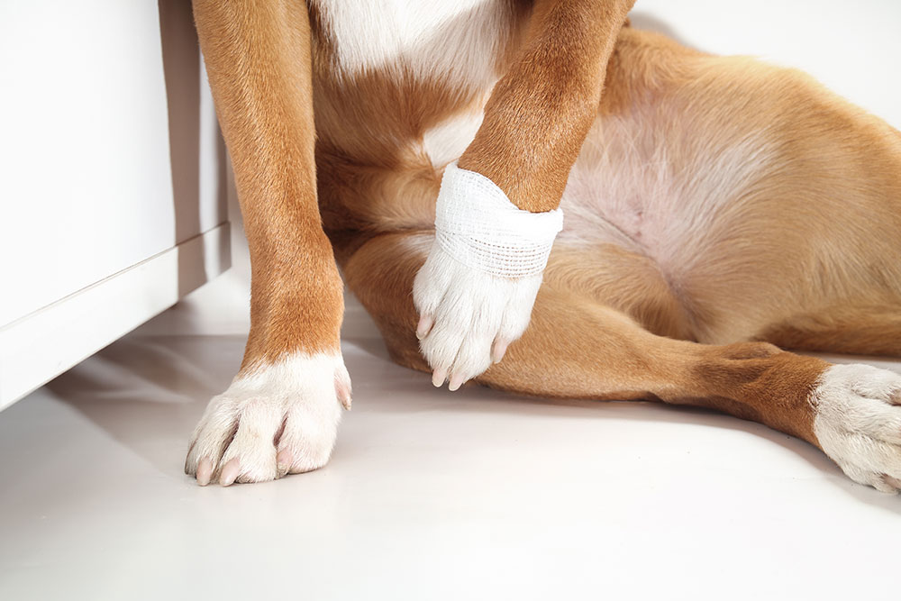 A close-up shot of a tan and white dog lying on a white floor, holding up its left front paw wrapped in a white medical gauze bandage near its unbandaged right paw.