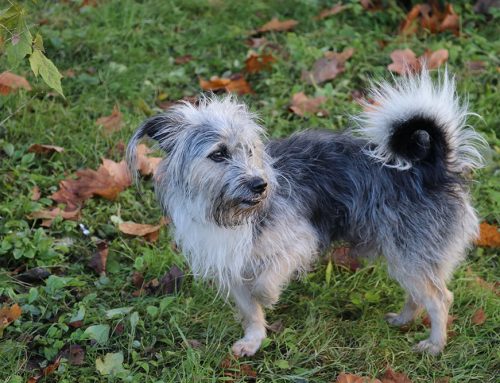 How Soon Should a Limping Dog Have a Cruciate Exam?