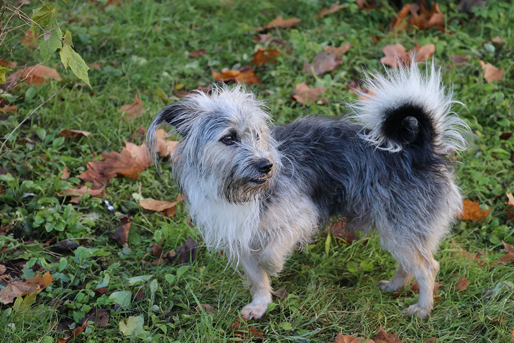 An eye-level full shot of a small, scruffy-coated grey, black, and white terrier mix standing on a grassy lawn scattered with fallen autumn leaves, lifting one front paw with its bushy tail curled over its back.