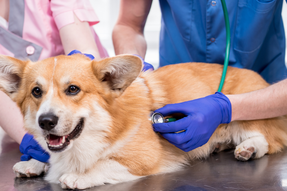 Veterinarians examining a sick Corgi during a veterinary checkup.