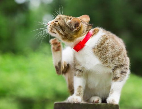 Does My Itchy Pet Need an Allergy Diet or a Skin-Support Diet?