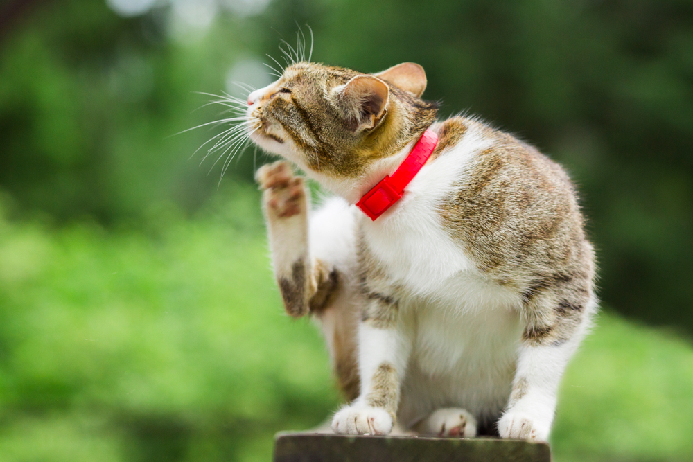 Cat scratching itchy skin due to a skin irritation