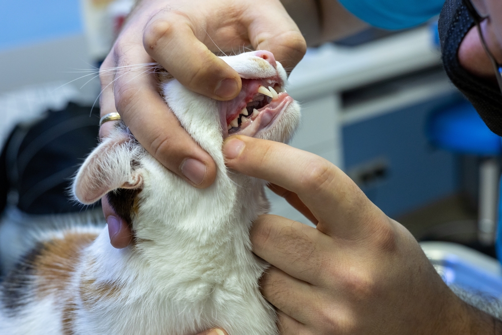 Veterinarian examining a cat with swollen red gums