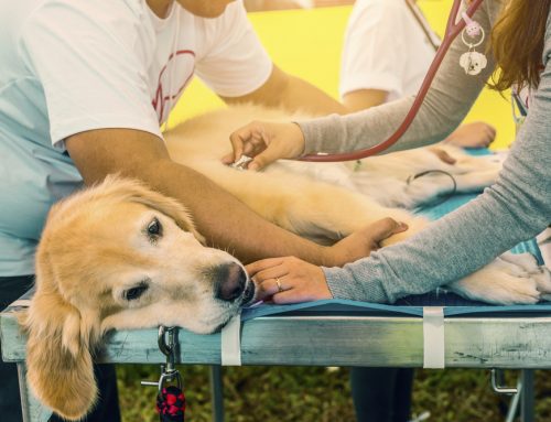 Can Senior Screening Give Your Pet More Good Years?
