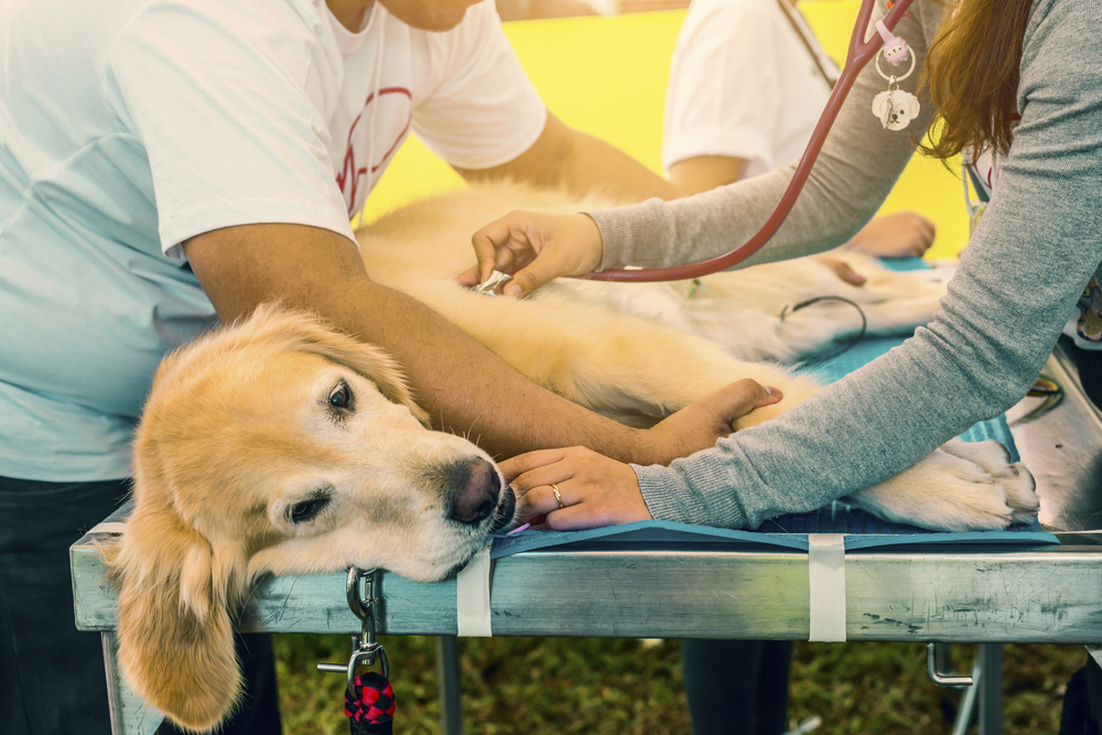 Veterinarian examining a dog during a health checkup